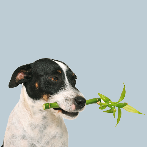 Dog Herbal Shampoo