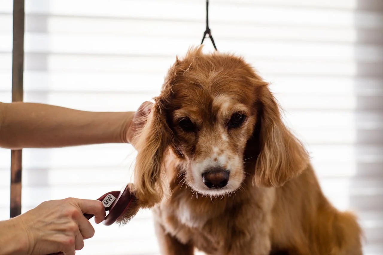 Real Tick Protection. No Harsh Chemicals. Ticks and fleas are more than just a nuisance they make your dog uncomfortable, itchy, and restless. The problem with most tick sprays? They rely on strong chemical formulas that can be tough on your dog's skin, especially with regular use. VishwAdbuth Dog Herbal Tick Spray works differently. It's built on a herbal-based formula that targets ticks and fleas while staying gentle on your pet's skin and coat. Protection that doesn't come with a trade-off.