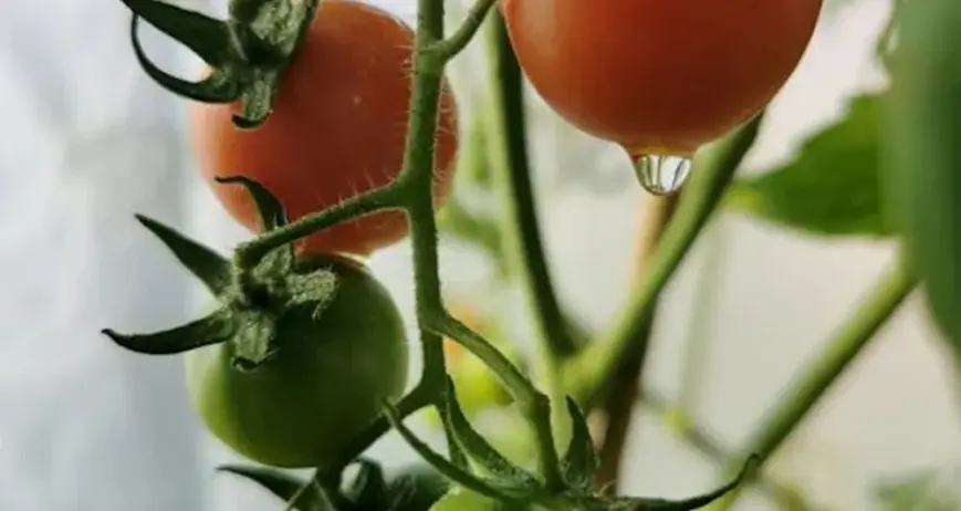 Organic farms avoid toxic inputs, improve soil health, grow clean, sustainable food that supports nature.